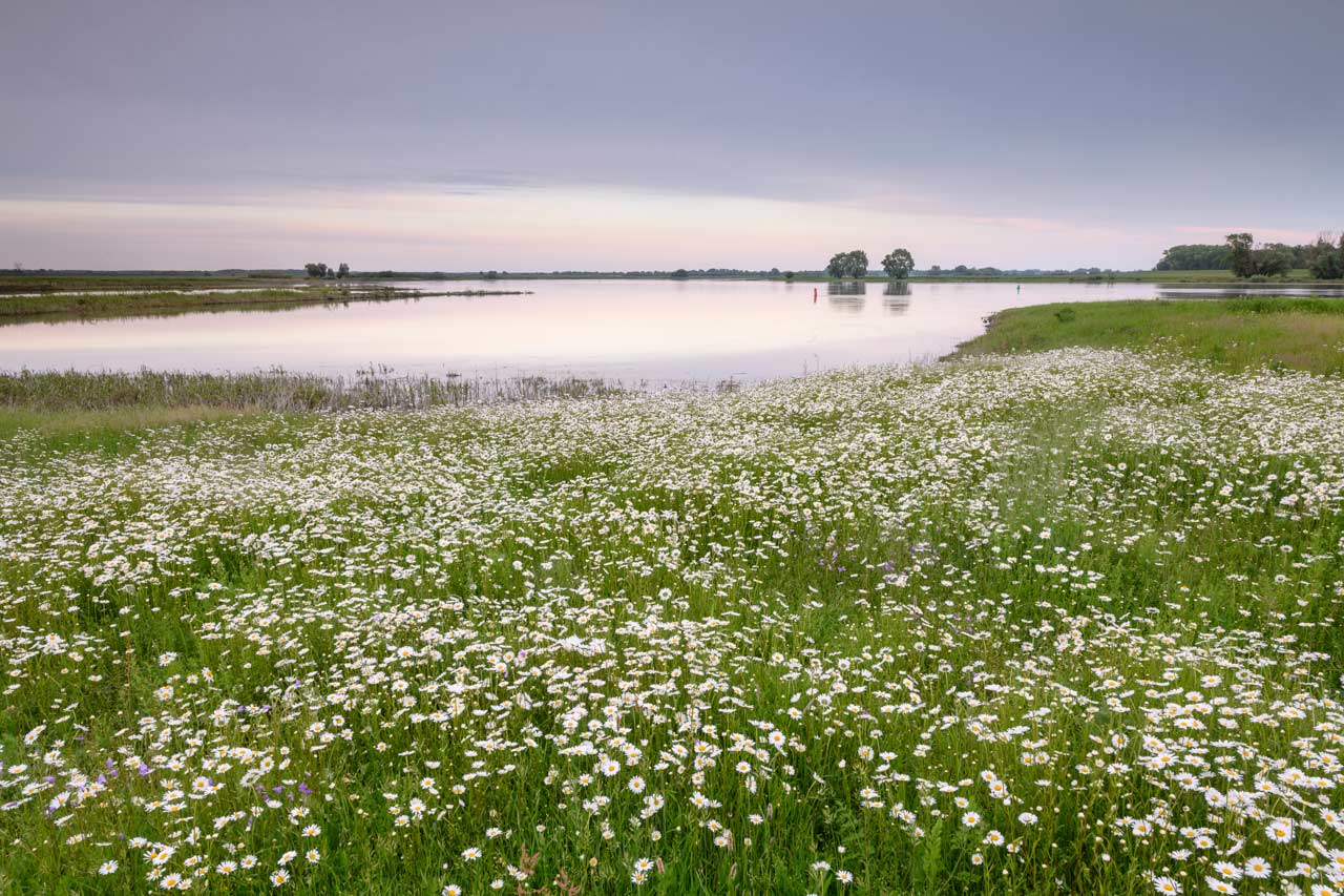 Flusslandschaft Elbe © Dieter Damschen