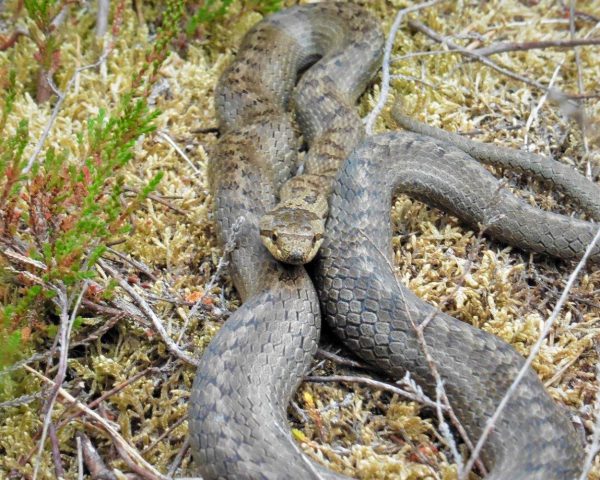 2.Schlingnatter Schlingnatter in der Heide an der Wirler Spitze