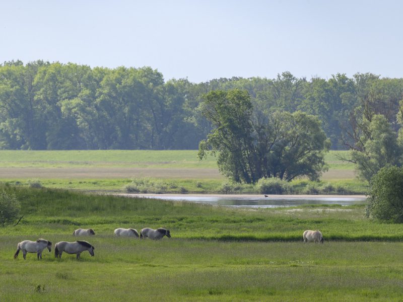 Wildpferde auf einer Wiese mit Teich