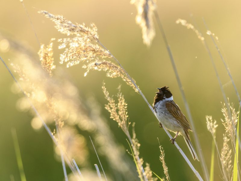 An seinem dunklen Kopf mit dem weißen Schnurrbart erkennst du den Rohrammer, ein typischer Sommervogel in Schilfgebieten. (c) Dieter Damschen