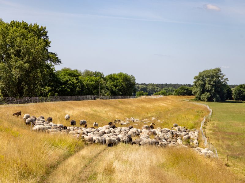 Landschaftspflege an der Elbe - der goldene Tritt der Schafe schont die Grünlandnarbe und verdichtet den Boden nicht. (c) prignitzliebe - Anja Möller