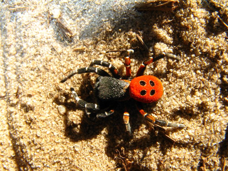 Die Rote Röhrenspinne ist eine seltene Spinnenart. Sie lebt in einer mit Gespinstfäden ausgekleideten Wohnröhre, die schräg in den lockeren Boden hinabführt. Vielleicht entdeckst du sie in der Wirler Spitze? (c) Dieter Leupold
