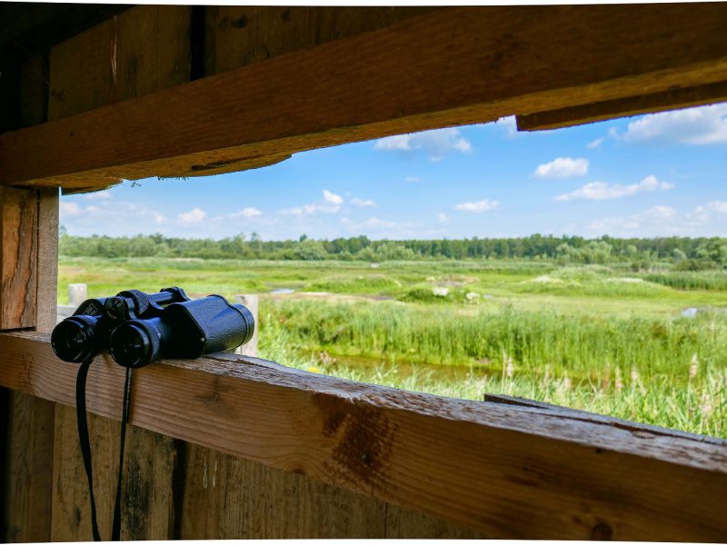 Ansicht aus einem Holzturm zur Naturbeobachtung, ein Fernglas liegt auf dem Sehschlitz