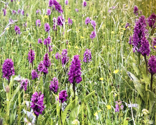 Heimische Orchideen im Cheiner Torfmoor