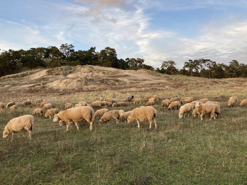 Mehrere Schafe grasen vor der Schmölener Binnendüne